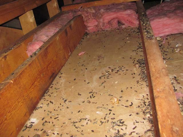 Pest Infestations in attic
